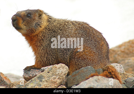 Bauche Murmeltier, Marmota Flaviventris, schauen neugierig aus einem Steinhaufen in der Beartooth Mountains von Montana. Stockfoto