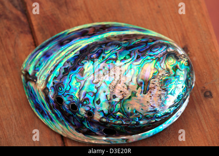 (Abalone) Paua Shell poliert, um Farben zu zeigen Stockfoto