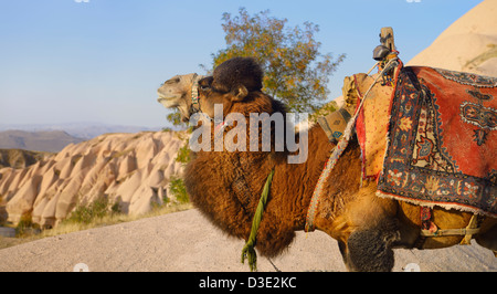 Arbeiten baktrischen Kamel (Camelus Bactrianus) bereit für Fahrten bei Uchisar Kappadokien Türkei Stockfoto