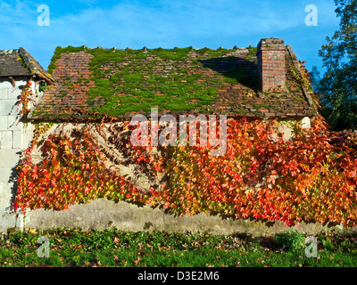 Jungfrau-Rebe (Parthenocissus Tricuspidata) über die Außenwand des Hauses - Frankreich. Stockfoto