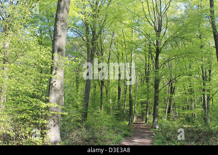 Woodland-Weg im Frühjahr gesäumt von Rotbuchen im Micheldever Wood, Hampshire, UK Stockfoto