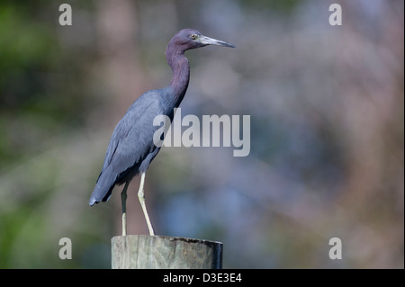 Kleine blaue Reiher thront auf einem Pier am Gewässerrand in den frühen Morgenstunden in Lake County Leesburg, Florida USA Stockfoto