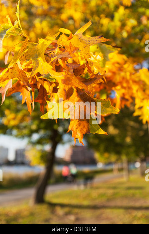 Peak Laub auf den Charles River Esplanade, Boston, Massachusetts, USA Stockfoto