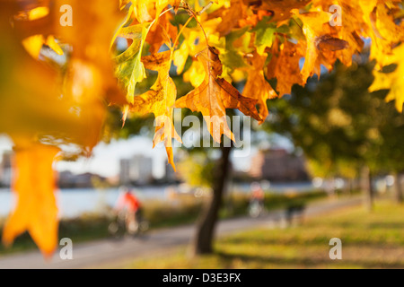 Peak Laub auf den Charles River Esplanade, Boston, Massachusetts, USA Stockfoto