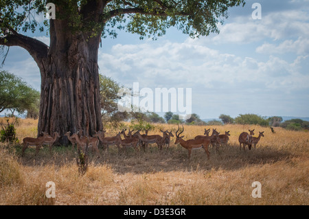 Eine große Gruppe von Impala ausruhen im Schatten ein Baobab-Baum in Afrika Stockfoto