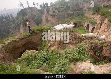 YAO LI Dorf, in der Nähe von JIEXIU, Provinz SHANXI, CHINA - AUGUST 2007: Xi Dong Hua, 38, führt ihre Ziegen auf den Resten eines Freundes Haus, das vor drei Jahren zusammengebrochen. Stockfoto