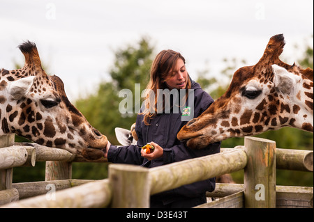 Ein Tierpfleger füttert zwei Gefangene Giraffen (Giraffa Giraffe) Stockfoto