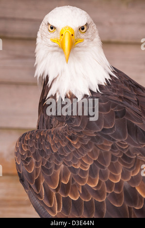 Ein Gefangener Weißkopf-Seeadler (Haliaeetus Leucocephalus) Stockfoto