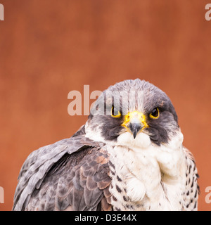 Ein Gefangener Wanderfalke (Falco Peregrinus) Stockfoto