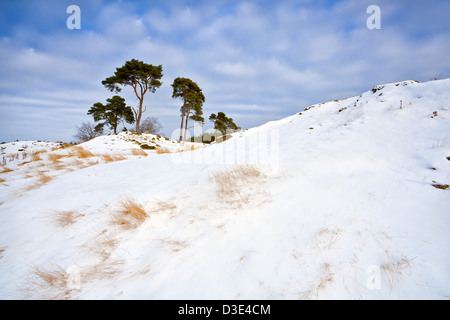 verschneite Dünen und Kiefernwälder über blauer Himmel, Gelderland Stockfoto