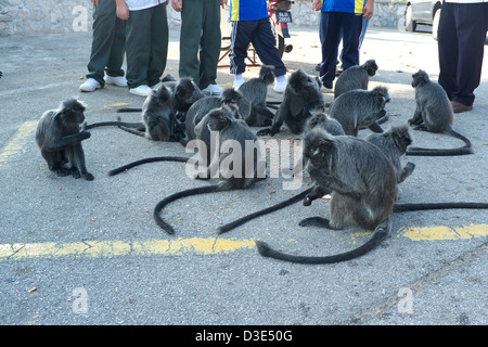 Affen Essen zur Verfügung gestellt von den Besuchern, Bukit Melawati in Kuala Selangor, Malaysia Stockfoto