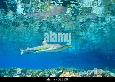 Schwarzspitzen Riffhai Carcharhinus melanopterus Schwimmen im flachen Wasser über Korallenriff mit jugendlicher golden Makrelen pilotfish Gnathanodon speciosus Stockfoto