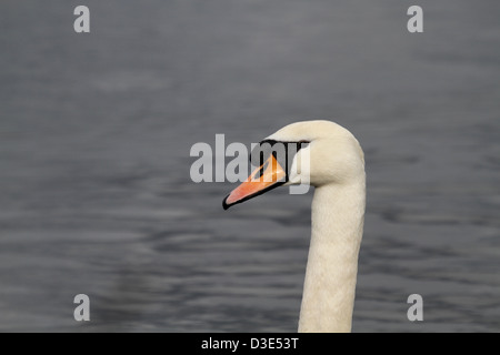 Schwan Kopf hautnah Stockfoto