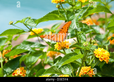 Wunderschönen Monarchfalter auf gelben Lantana mit blauen Swimmingpool im Hintergrund. Stockfoto