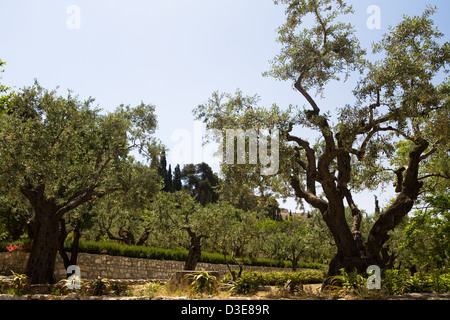 Garten von Gethsemane - einen ruhigen Garten unter einem Hain der uralten Olivenbäumen. Stockfoto