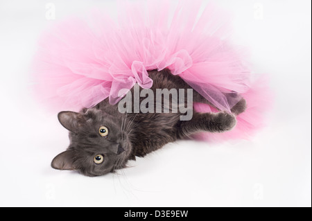 Graue Nebelung Katze trägt eine rosa Tutu Stockfoto