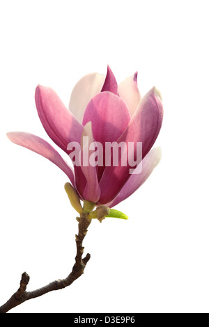 Zweig der rosa Magnolien Blumen auf weißem Hintergrund Stockfoto