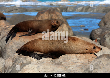 Neuseeland-Seebär (Arctocephalus Forsteri) am Cape Palliser versiegeln Kolonie an der Küste von South Wairarapa. Stockfoto