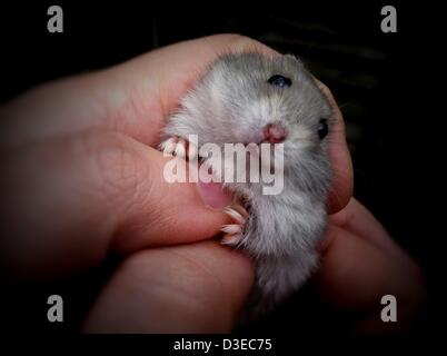 16. Februar 2013 ist das Artepithet - London, UK - Hamster (Phodopus Sungorus) auch bekannt als der sibirische Hamster oder russischen Winter White Dwarf Hamster. Es ist kugelförmig und in der Regel halb so groß wie der Goldhamster. Artepithet Hamster hat dicke, dunkle Grau Rückenstreifen und pelzigen Füßen. In einem Winter ist das Artepithet Hamster dunklen Fell mit weißem Fell fast vollständig ersetzt. In freier Wildbahn stammen sie aus Dzungaria, Weizen, Felder von Kasachstan, die Wiesen der Mongolei, Sibirien und Birkenbeständen der Mandschurei, London, UK. (Kredit-Bild: © Veronika Lukasova/ZUMAPRESS.com) Stockfoto