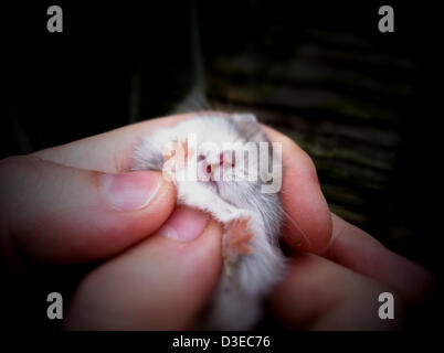 18. Februar 2013 ist das Artepithet - London, UK - Hamster (Phodopus Sungorus) auch bekannt als der sibirische Hamster oder russischen Winter White Dwarf Hamster. Es ist kugelförmig und in der Regel halb so groß wie der Goldhamster. Artepithet Hamster hat dicke, dunkle Grau Rückenstreifen und pelzigen Füßen. In einem Winter ist das Artepithet Hamster dunklen Fell mit weißem Fell fast vollständig ersetzt. In freier Wildbahn stammen sie aus Dzungaria, Weizen, Felder von Kasachstan, die Wiesen der Mongolei, Sibirien und Birkenbeständen der Mandschurei, London, UK. (Kredit-Bild: © Veronika Lukasova/ZUMAPRESS.com) Stockfoto