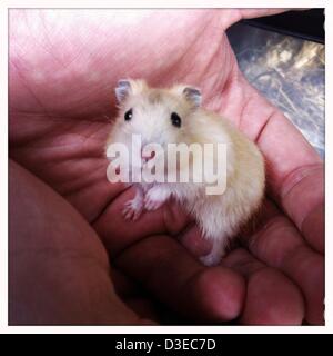 16. Februar 2013 ist das Artepithet - London, UK - Hamster (Phodopus Sungorus) auch bekannt als der sibirische Hamster oder russischen Winter White Dwarf Hamster. Es ist kugelförmig und in der Regel halb so groß wie der Goldhamster. Artepithet Hamster hat dicke, dunkle Grau Rückenstreifen und pelzigen Füßen. In einem Winter ist das Artepithet Hamster dunklen Fell mit weißem Fell fast vollständig ersetzt. In freier Wildbahn stammen sie aus Dzungaria, den Weizenfeldern von Kasachstan, die Wiesen der Mongolei, Sibirien und Birkenbeständen der Mandschurei, schoss mit Iphone-app Hipstamatic, London, UK. (Kredit-Bild: © Veronika Luka Stockfoto