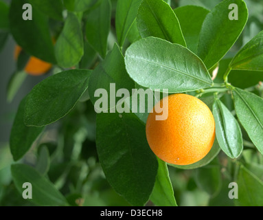 Mandarinen auf einem Zitrusfrüchte Baum hautnah. Stockfoto