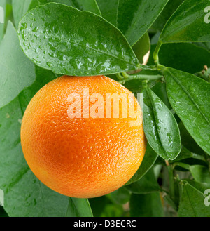 Orangen auf Zitrusfrüchte Baum hautnah. Stockfoto