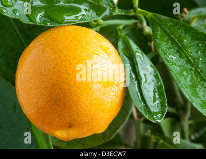 Orangen auf Zitrusfrüchte Baum hautnah. Stockfoto