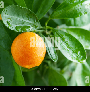 Mandarinen auf einem Zitrusfrüchte Baum hautnah. Stockfoto