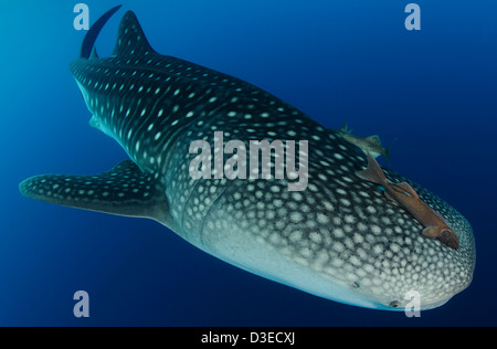 Walhai (Rhincodon Typus) sammelt unter Angeln-Plattform, um feed von Fishermens Netze, Papua, Indonesien. Stockfoto