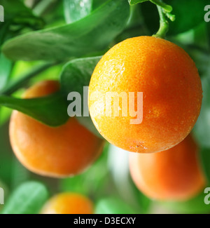 Mandarinen auf einem Zitrusfrüchte Baum hautnah. Stockfoto