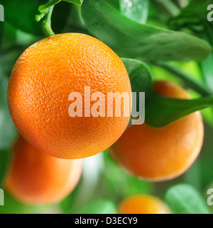 Orangen auf Zitrusfrüchte Baum hautnah. Stockfoto