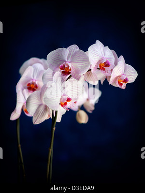 Schöne weiße Orchidee mit rosa Akzenten Stockfoto