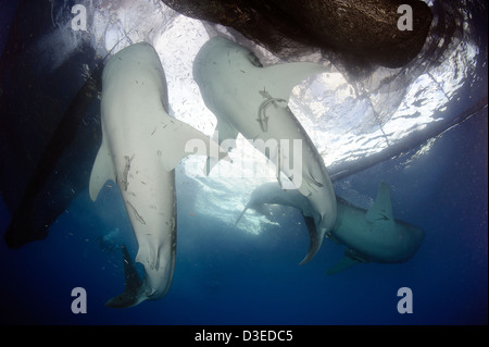 Walhai (Rhincodon Typus) versammeln sich unter Angeln Plattformen, um feed von Fishermens Netze, Papua, Indonesien. Stockfoto