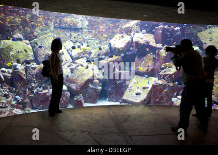 Besucher als nächstes für das Aquarium Aquarium in Atlantis Palm Hotel Dubai VAE darstellt, wie ein Fotograf ein Bild aufnimmt. Stockfoto