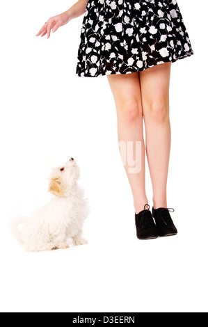 Kleine weiße Welpe saß neben einer Frau Beine blickte zu ihr Stockfoto
