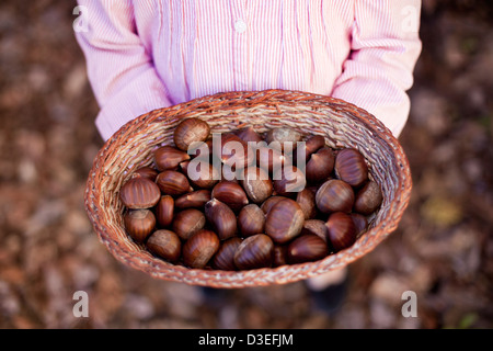 Mädchen mit einem Korb voller Kastanien in einem Herbst Hintergrund Stockfoto