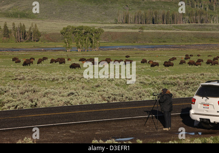 Ein Besucher beobachtet Bisons im Lamar Valley, Yellowstone National Park. Der Park ist bekannt für seine Tierwelt und bietet Möglichkeiten zur Tierbeobachtung, insbesondere die Bisonherden, die frei im Tal herumlaufen. Stockfoto