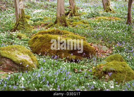 Moos bedeckte Felsbrocken mit blauen Glocken und Holz Anemonen in Bigsweir Woods Forest of Dean UK Stockfoto