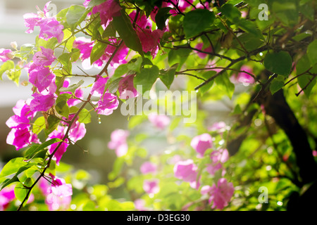 Bougainvillea Blumen in einem Garten in einen Sonnenuntergang Licht. Leuchtend rosa Blüten. Stockfoto