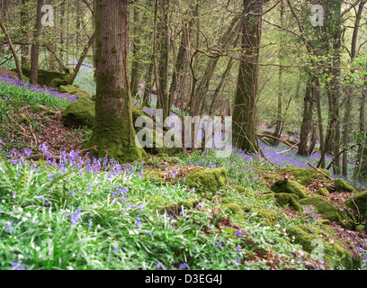 Blaue Glocken, Holz Anemonen und Moos bedeckt, Felsen und Bäume in Bigsweir Woods Forest of Dean UK Stockfoto