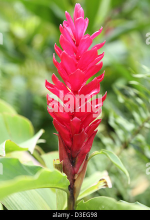 ROTER INGWER PFLANZE, BARBADOS Stockfoto