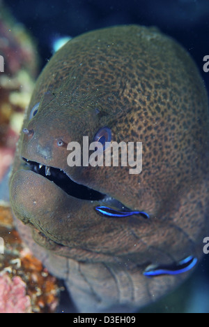 Riesen Muräne (Gymnothorax Javanicus) mit Putzerfische (Labroides Dimidiatus). Marsa Alam. Res Meer (Ägypten) Stockfoto