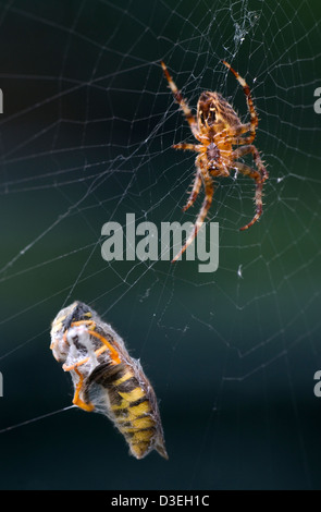 Porträt einer Kreuzspinne im Web wartet auf sein nächstes Opfer haben eine Wespe eingepackt sitzen hautnah Stockfoto