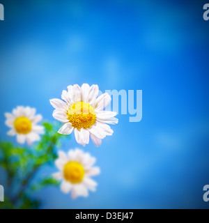 Foto der schönen weißen Kamillenblüten über blauen Himmelshintergrund, Blüte der Daisy auf dem Feld, Blüte Gerbera auf der Wiese Stockfoto