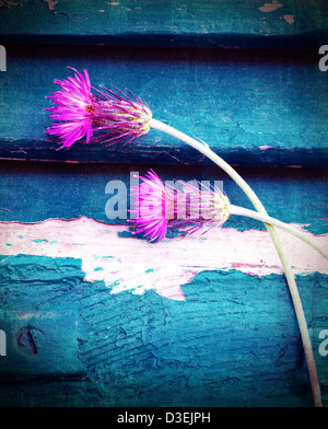 Foto von schönen rosa Kornblumen auf blauen hölzernen Hintergrund, Stiel lila Centaurea schmierig in weißer Farbe, Stockfoto