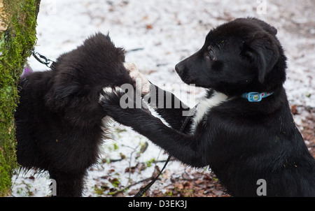 Zwei Border Collie Kreuz Welpen spielen im Schnee Stockfoto