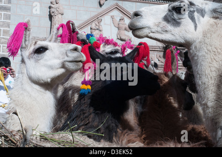 Peru, Ayacucho. Heilige Week.Scenes aus dem Palm Sunday.Traditional Eintrag der Lamas in der Stadt Stockfoto