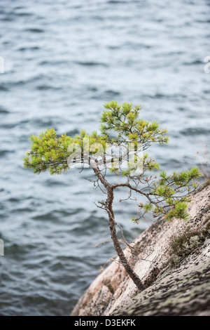 Kleine Kiefer wächst auf Felsen am Meer in den Schären von Stockholm, Schweden Stockfoto