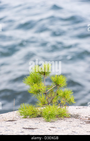 Kleine Kiefer wächst auf Felsen am Meer in den Schären von Stockholm, Schweden Stockfoto